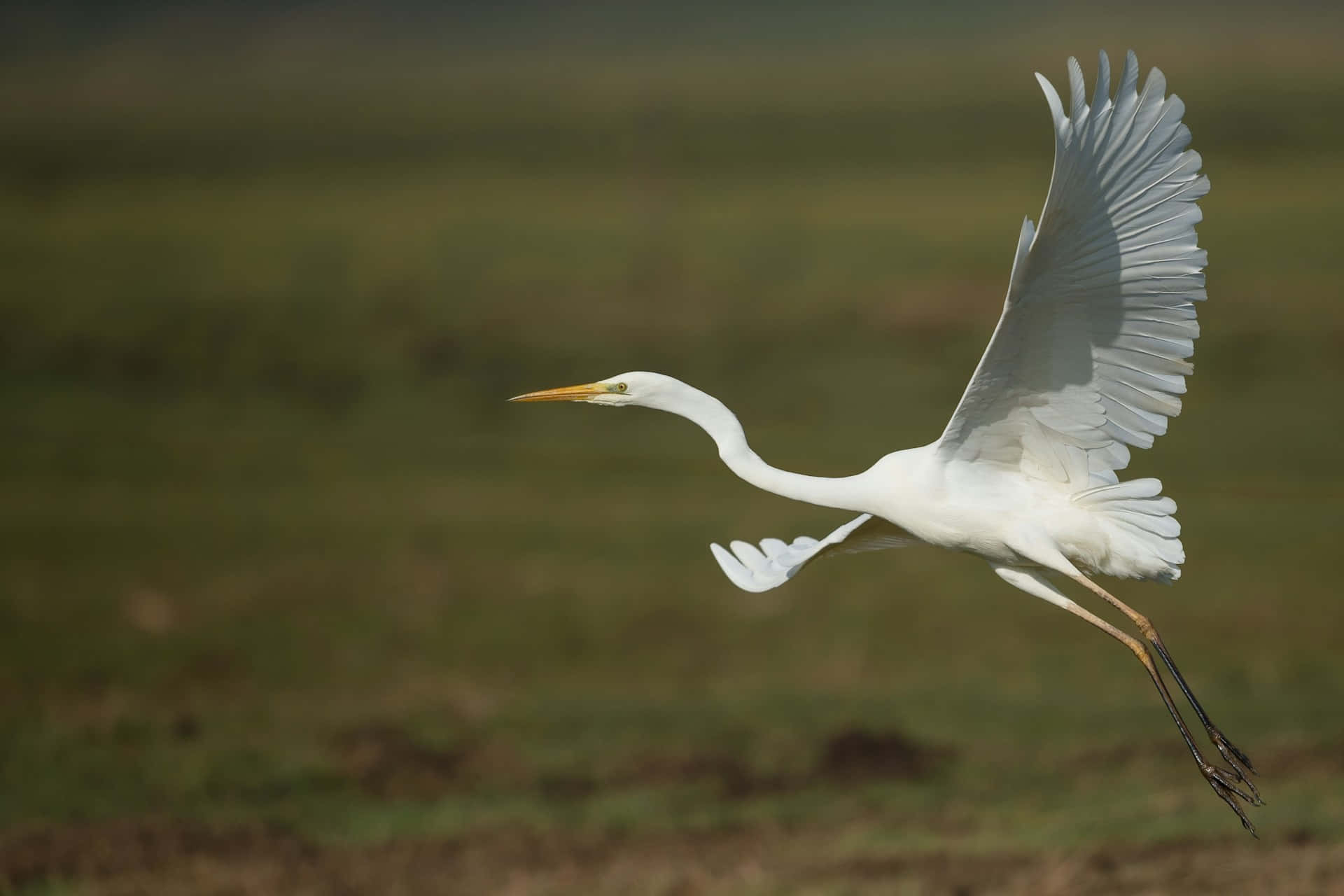 Great_ Egret_ In_ Flight.jpg Wallpaper