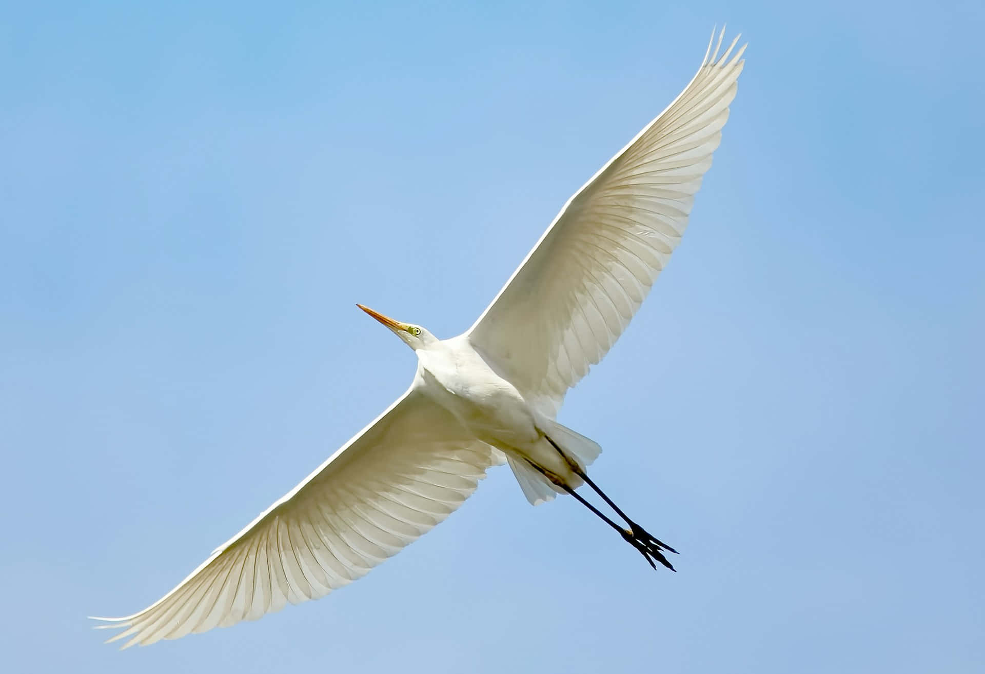 Great Egret In Flight.jpg Wallpaper