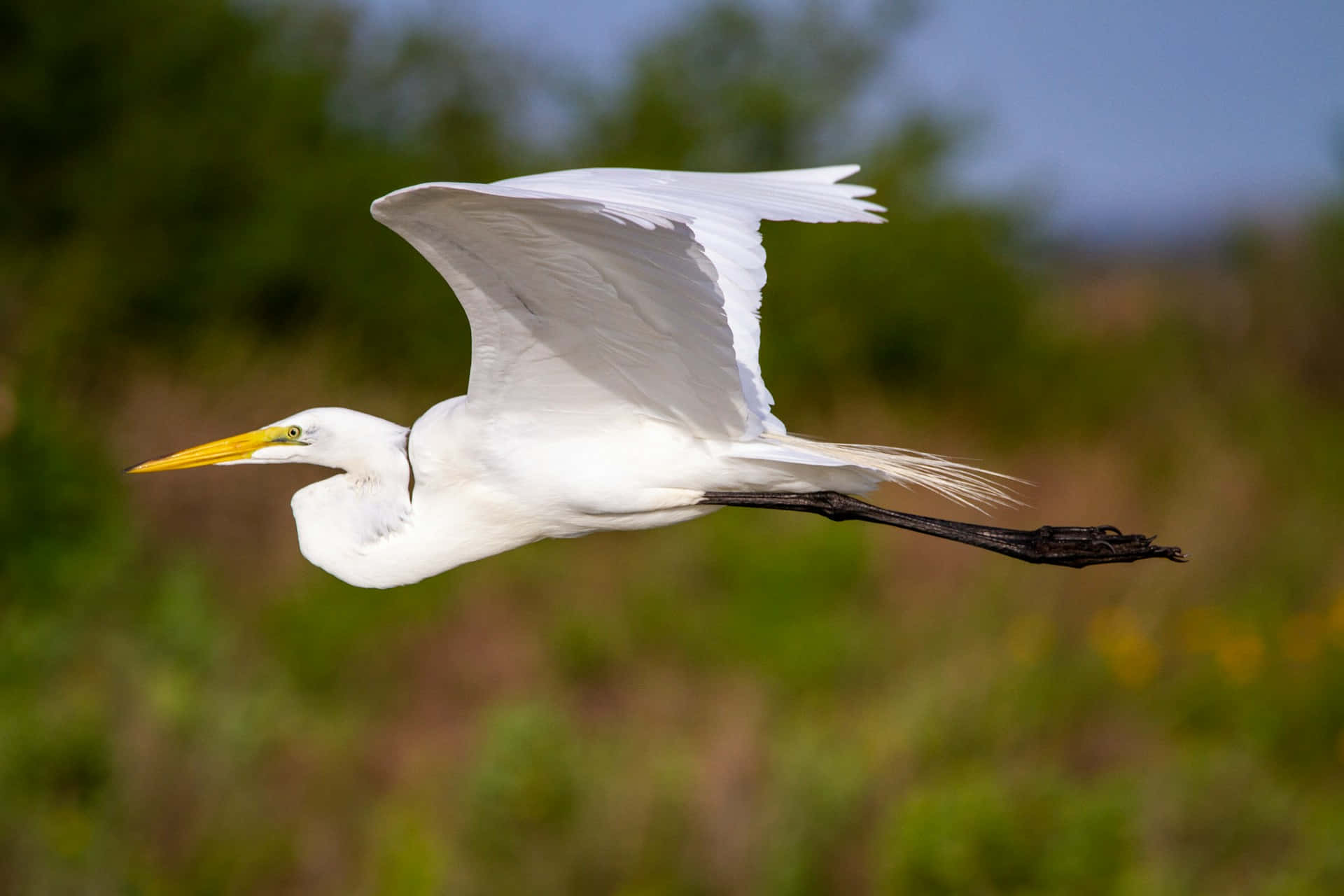 Burung Egret Besar Dalam Penerbangan.jpg Wallpaper