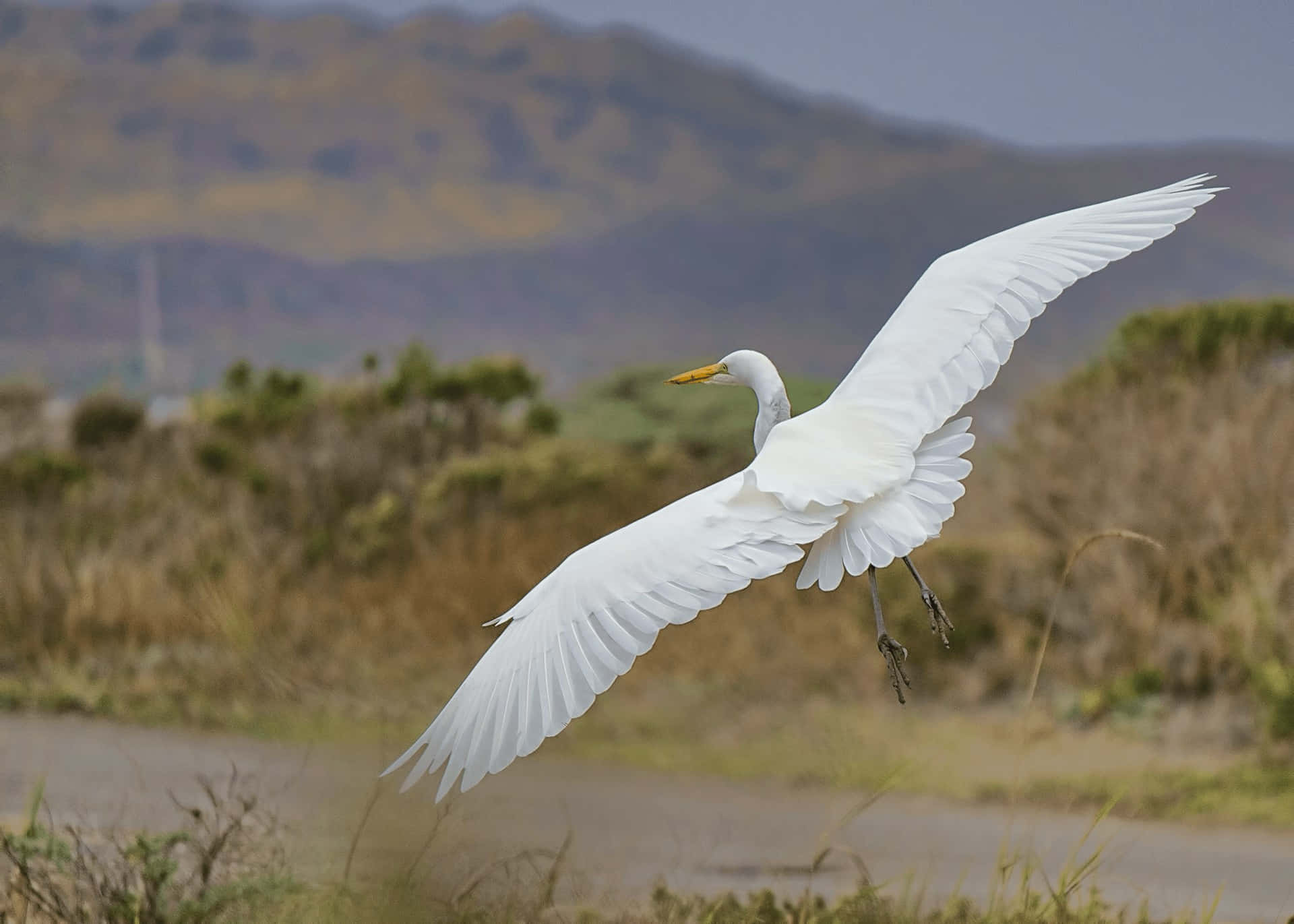 Great_ Egret_ In_ Flight.jpg Wallpaper