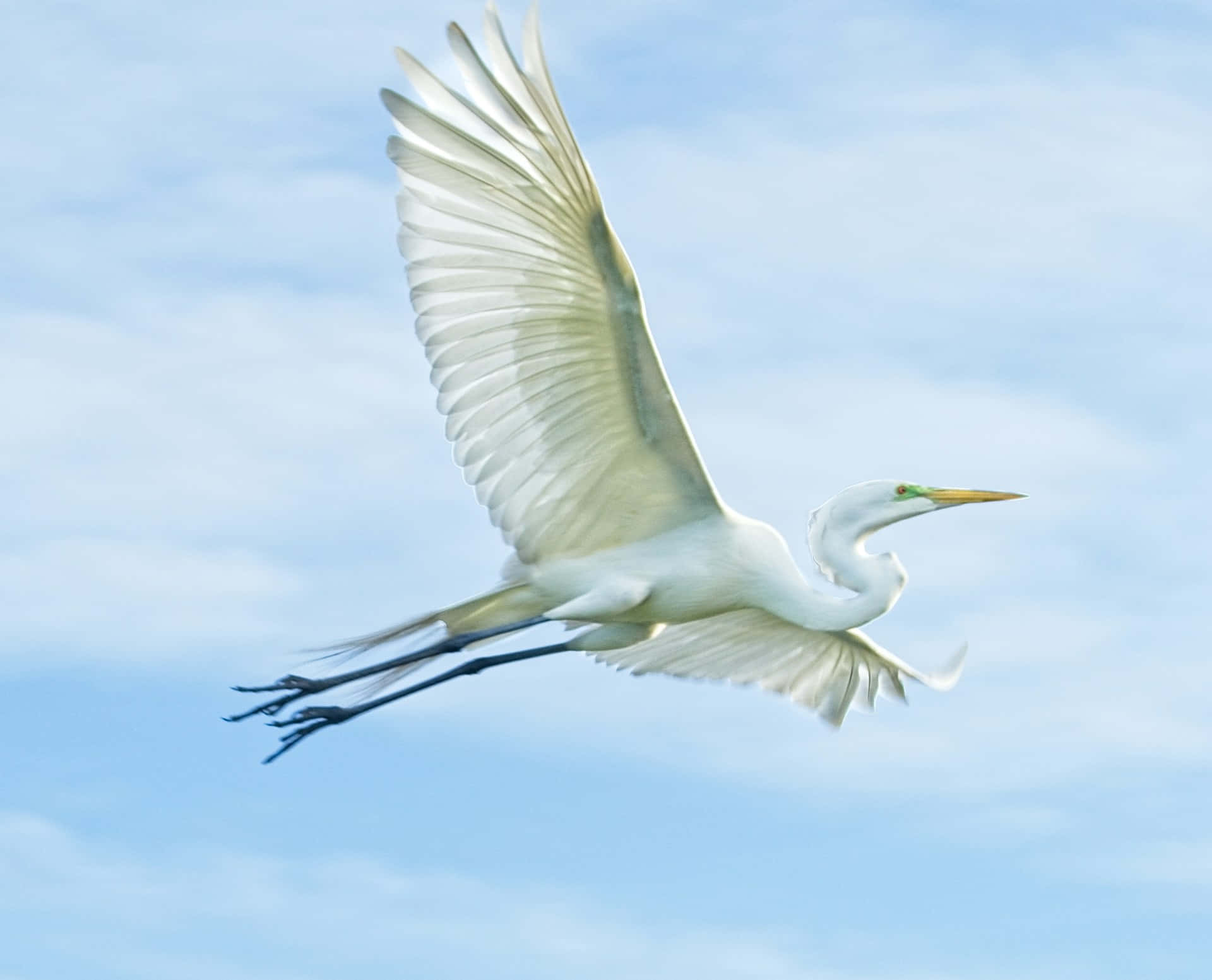 Great_ Egret_ In_ Flight Wallpaper