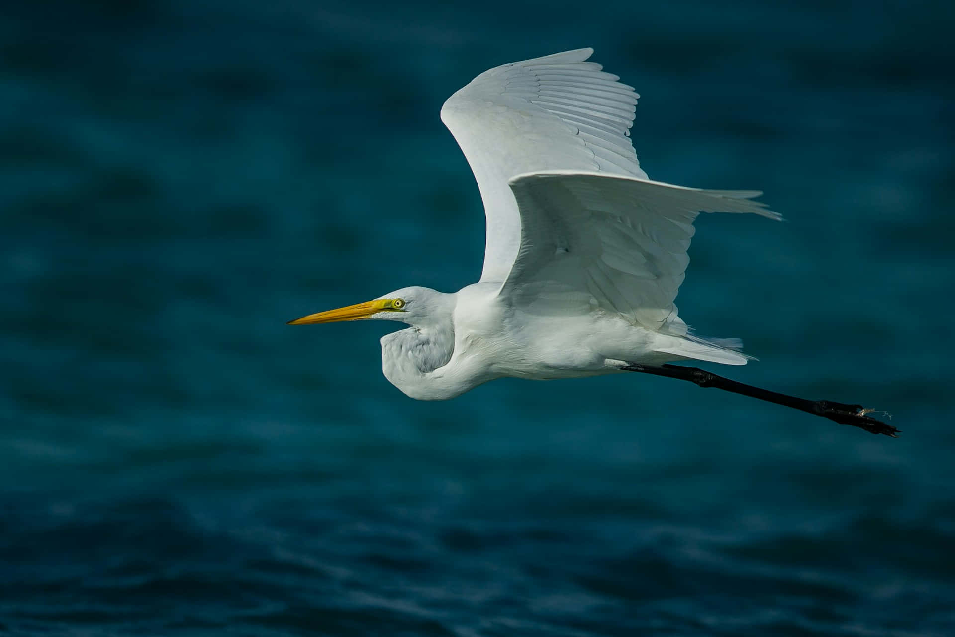 Burung Heron Besar Dalam Penerbangan Di Atas Air.jpg Wallpaper