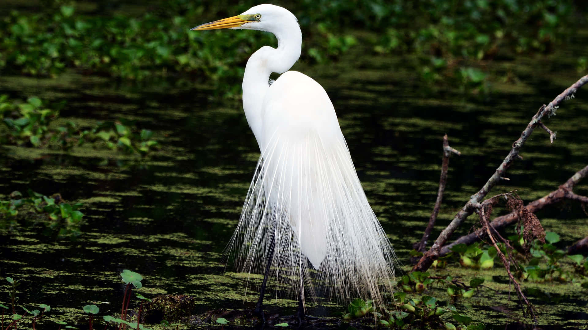 Great_ Egret_in_ Marshland_ Habitat.jpg Wallpaper