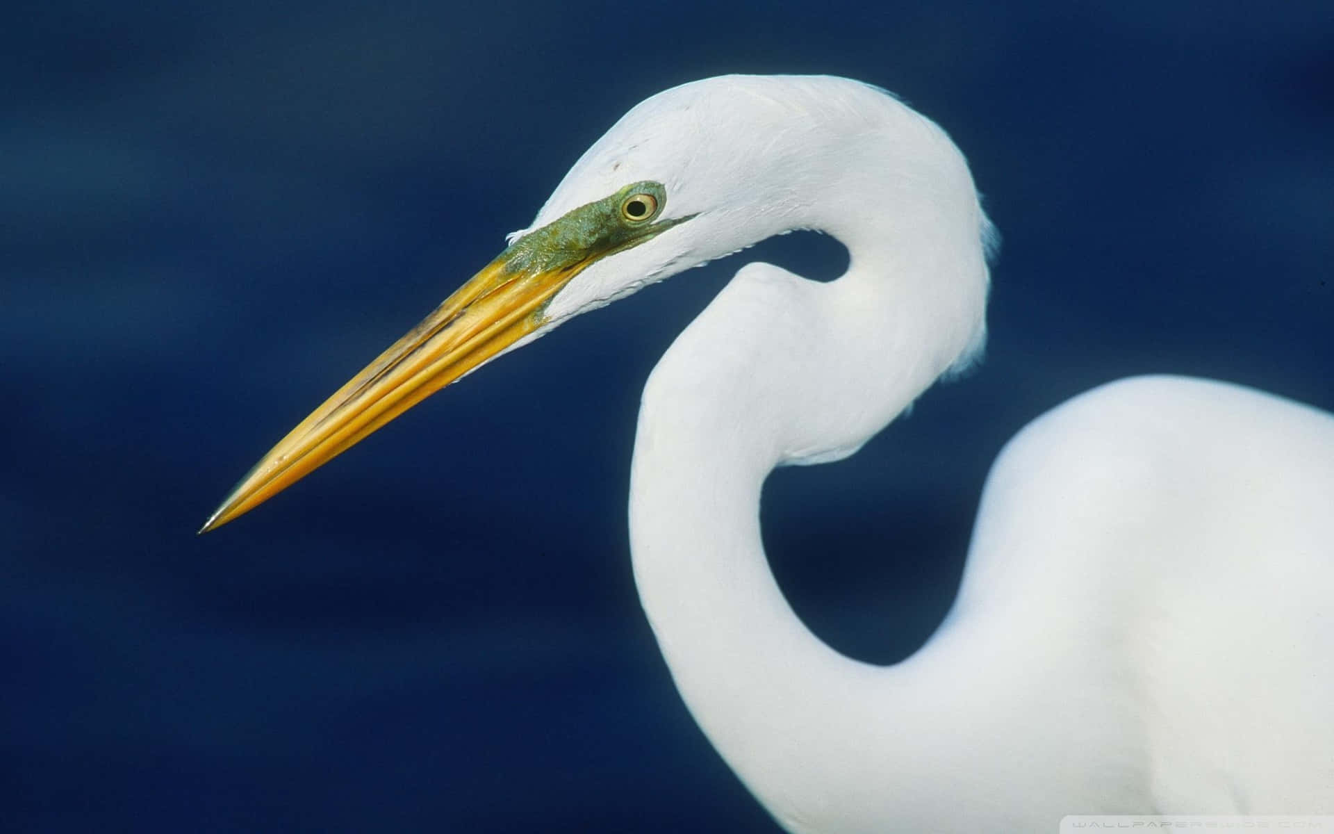 Great Egret Portrait Blue Background Wallpaper