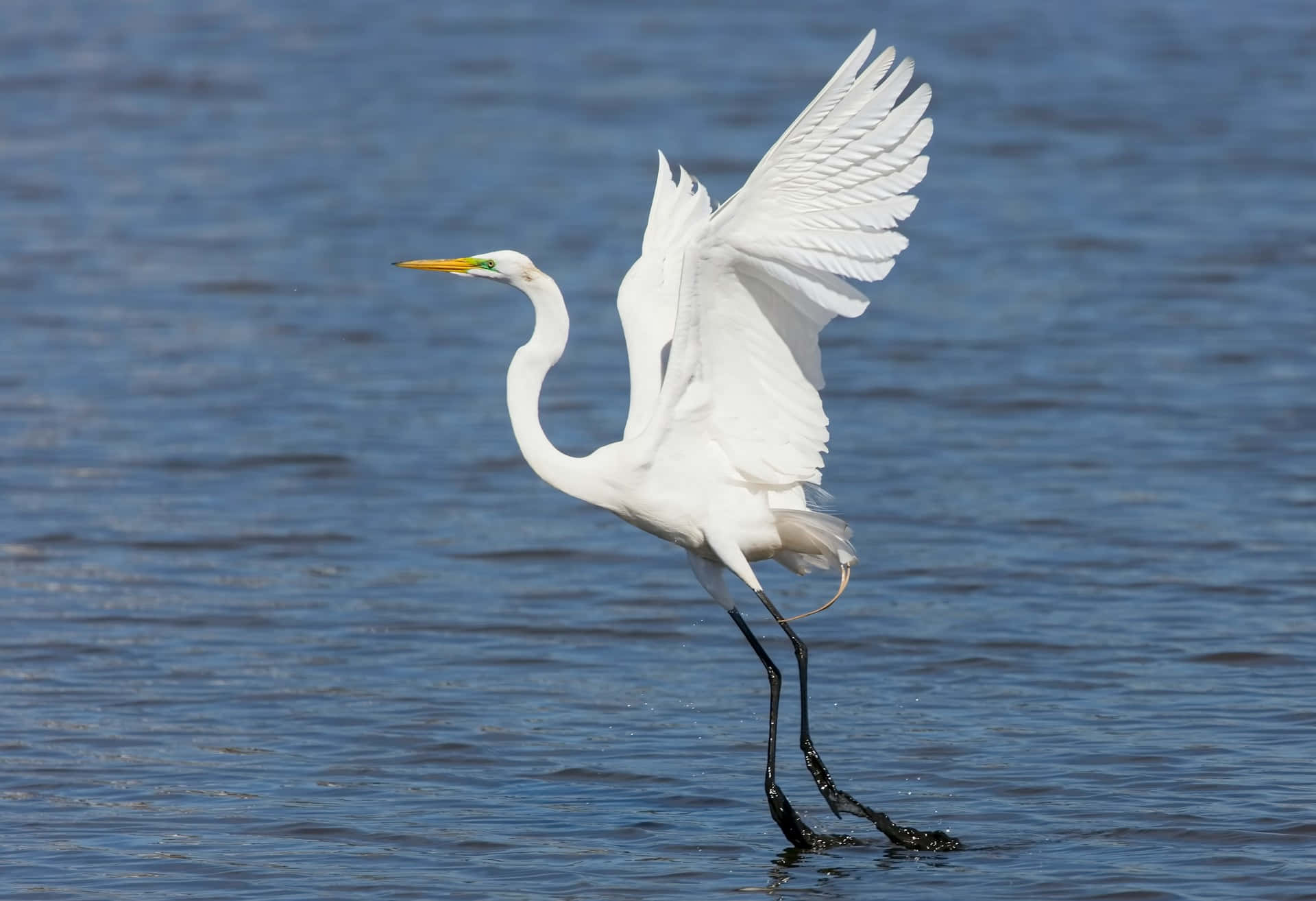 Download Great_ Egret_ Taking_ Flight Wallpaper | Wallpapers.com