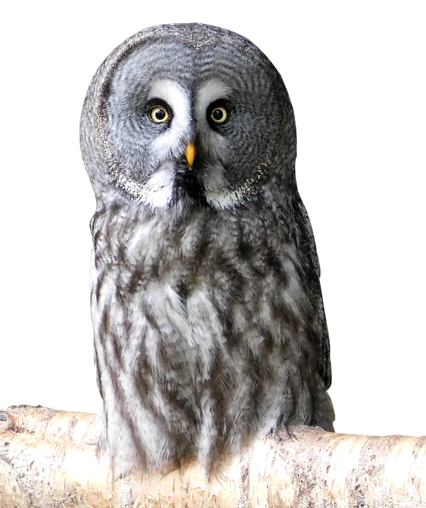 Download Great_ Grey_ Owl_ Perched | Wallpapers.com