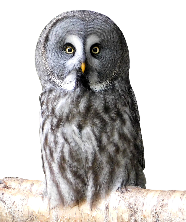 Great_ Grey_ Owl_ Perched PNG