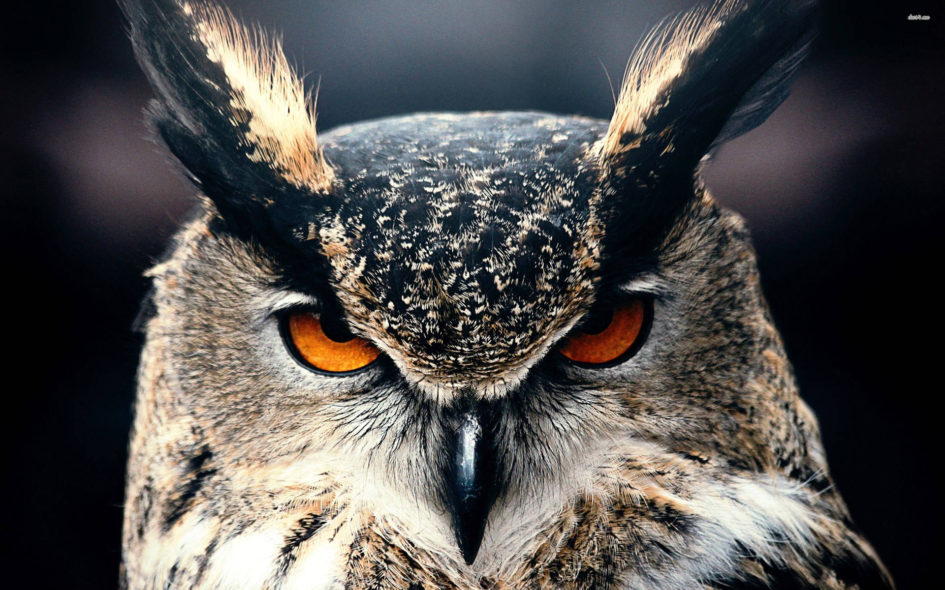 Great Horned Owl Up Close Wallpaper
