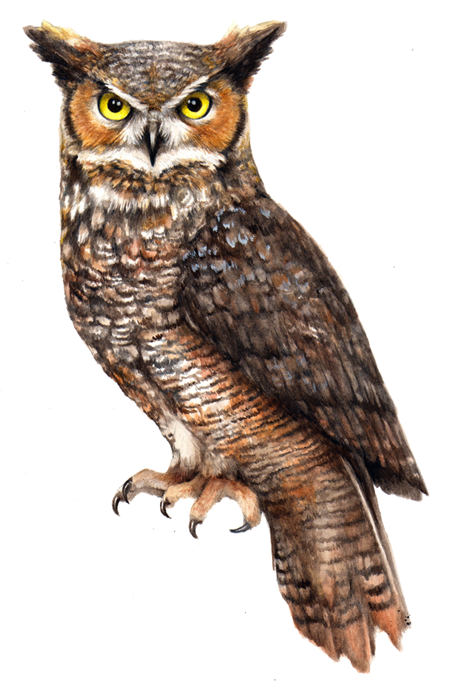 Great Horned Owl Illustration PNG