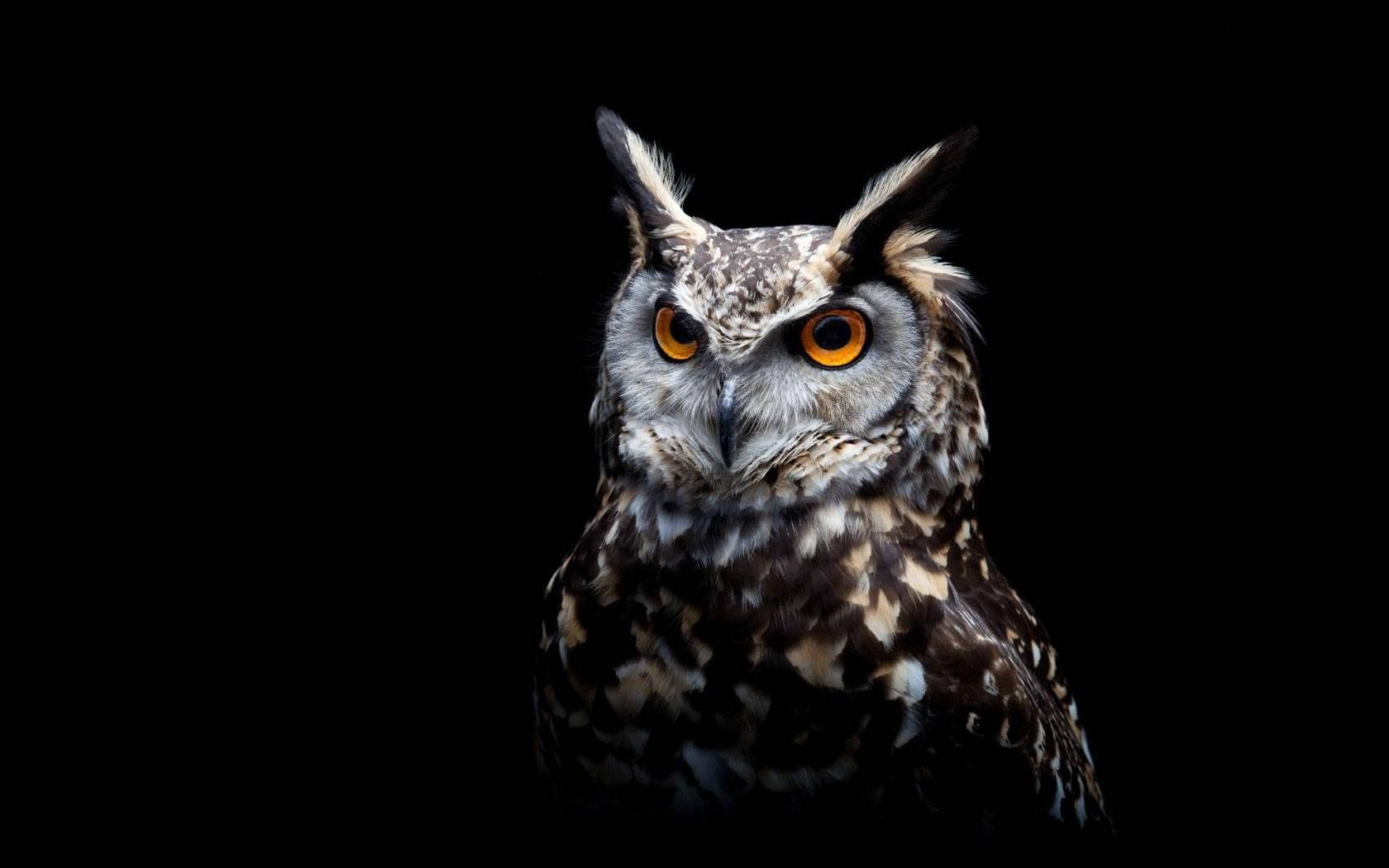 A Great Horned Owl Perched in the Shadows Wallpaper