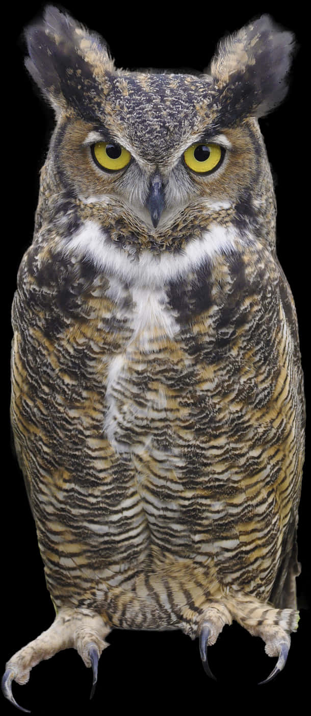 Great Horned Owl Portrait PNG