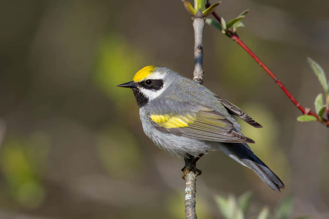 Golden Winged Warbler Great Lakes Picture