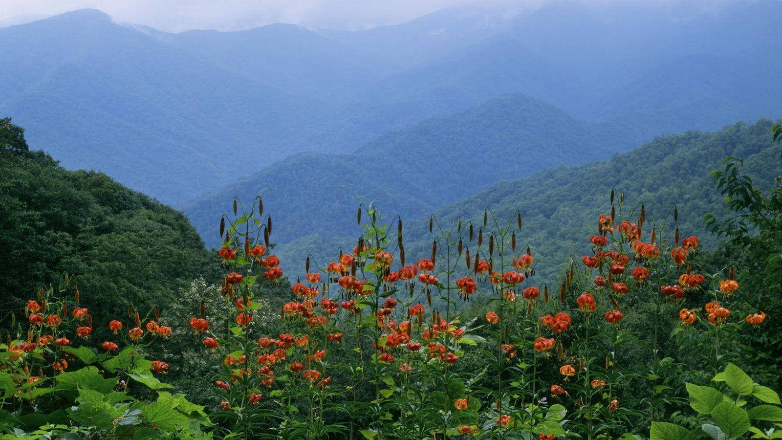 Flowers Against The Great Smoky Mountains Wallpaper