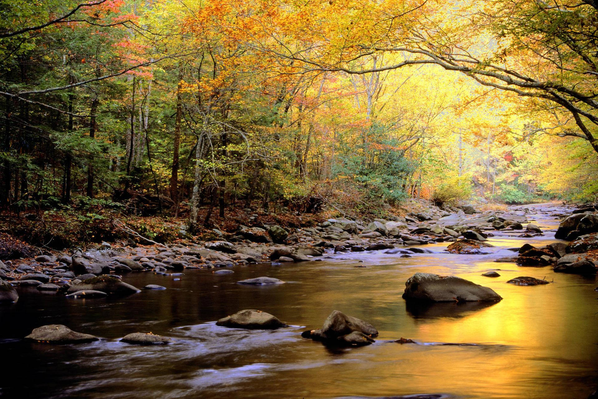 Explore the Great Smoky Mountains Wallpaper