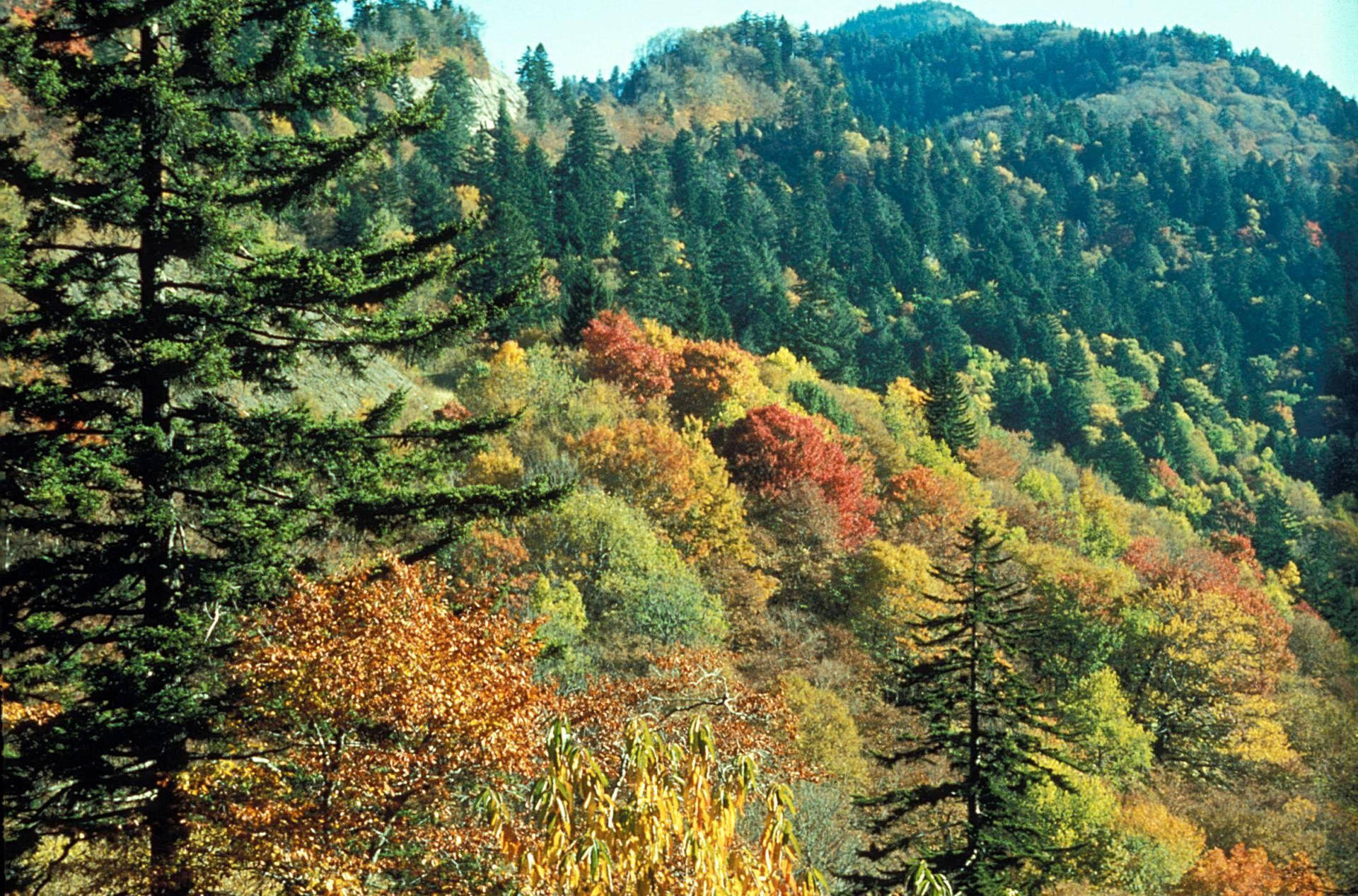 Beundraskönheten I Great Smoky Mountains På Din Datorskärm Eller Mobilbakgrund. Wallpaper
