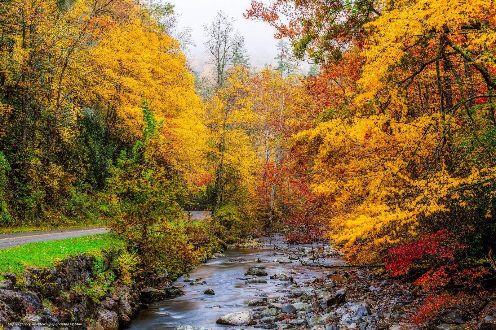 A Stream With Colorful Leaves And Trees Wallpaper