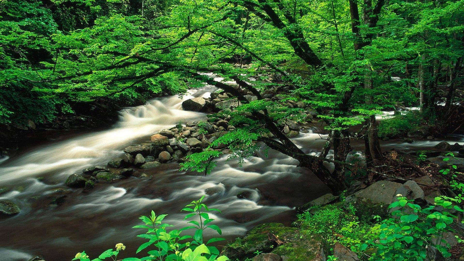 Enflod Som Rinner Genom En Skog Wallpaper