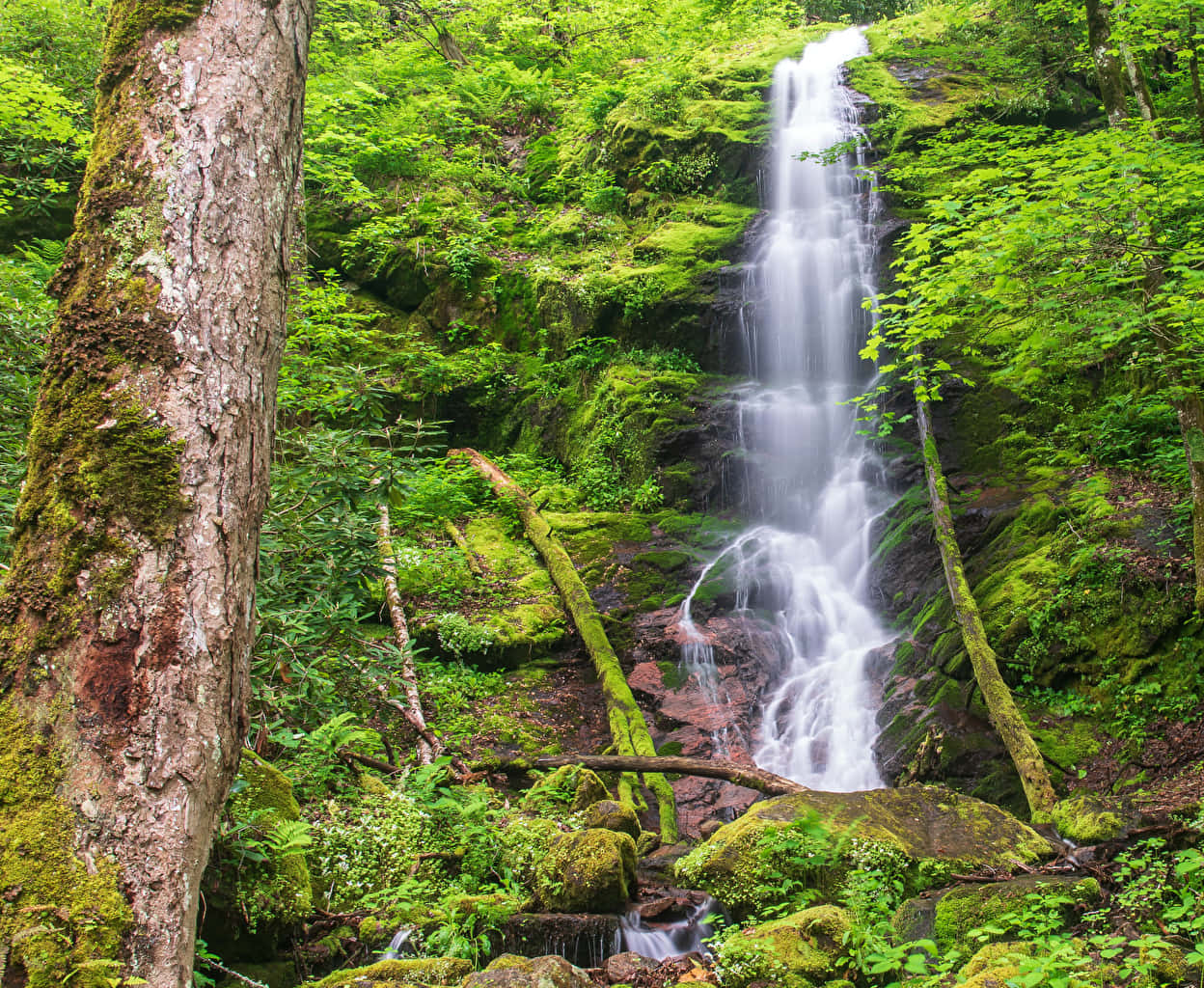 Great Smoky Mountains National Park Moss Wallpaper