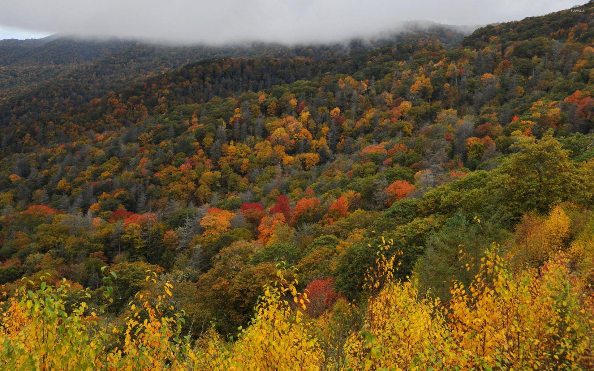 Greatsmoky Mountains, Tennessee - Genießen Sie Die Natur In Ihrer Einfachheit. Wallpaper