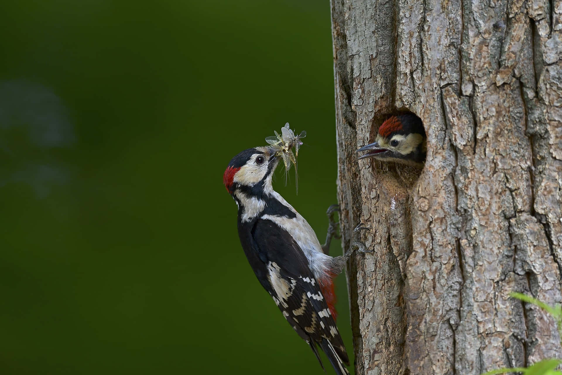 Great Spotted Woodpecker Mother Bird Wallpaper