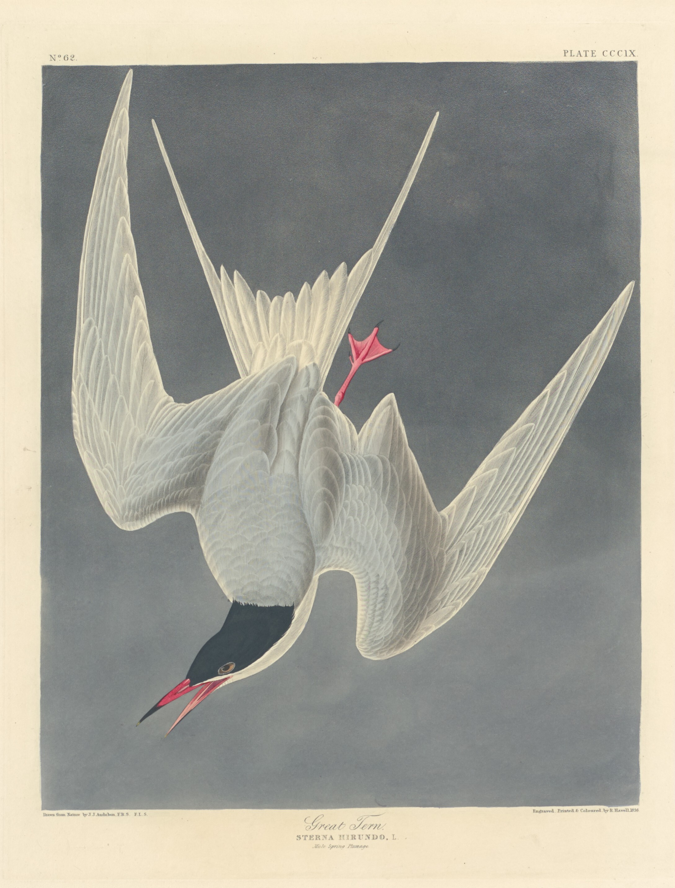 Great Tern Wallpaper