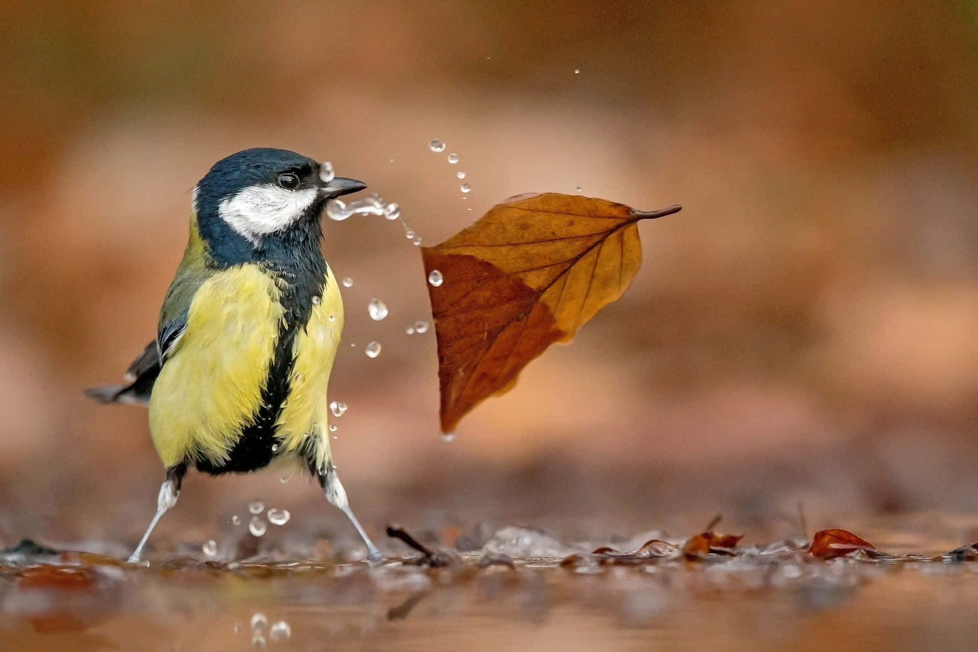 Great Tit Leaf Shower.jpg Wallpaper