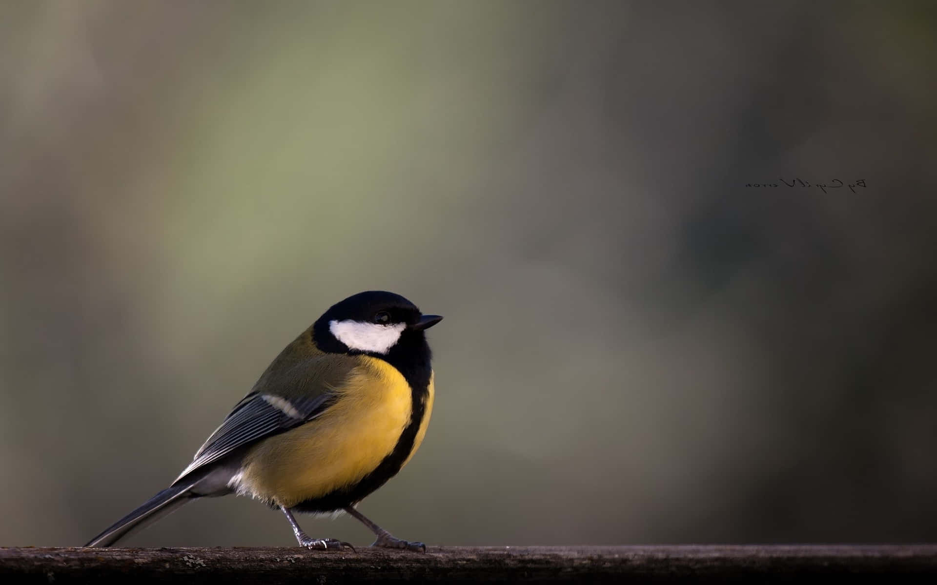 Great Tit Perchedon Branch Wallpaper