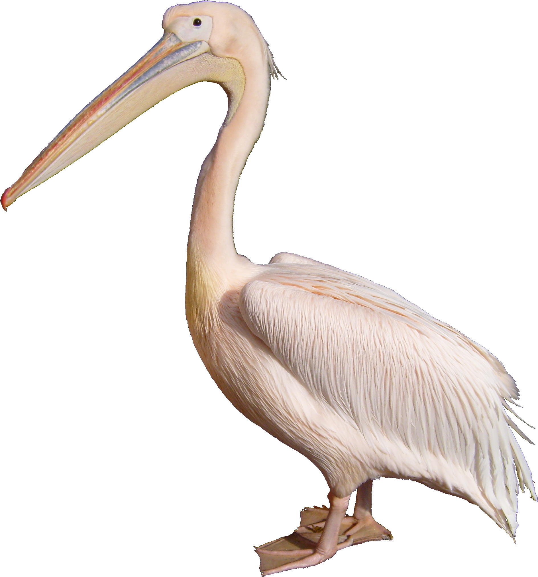 Great White Pelican Standing PNG