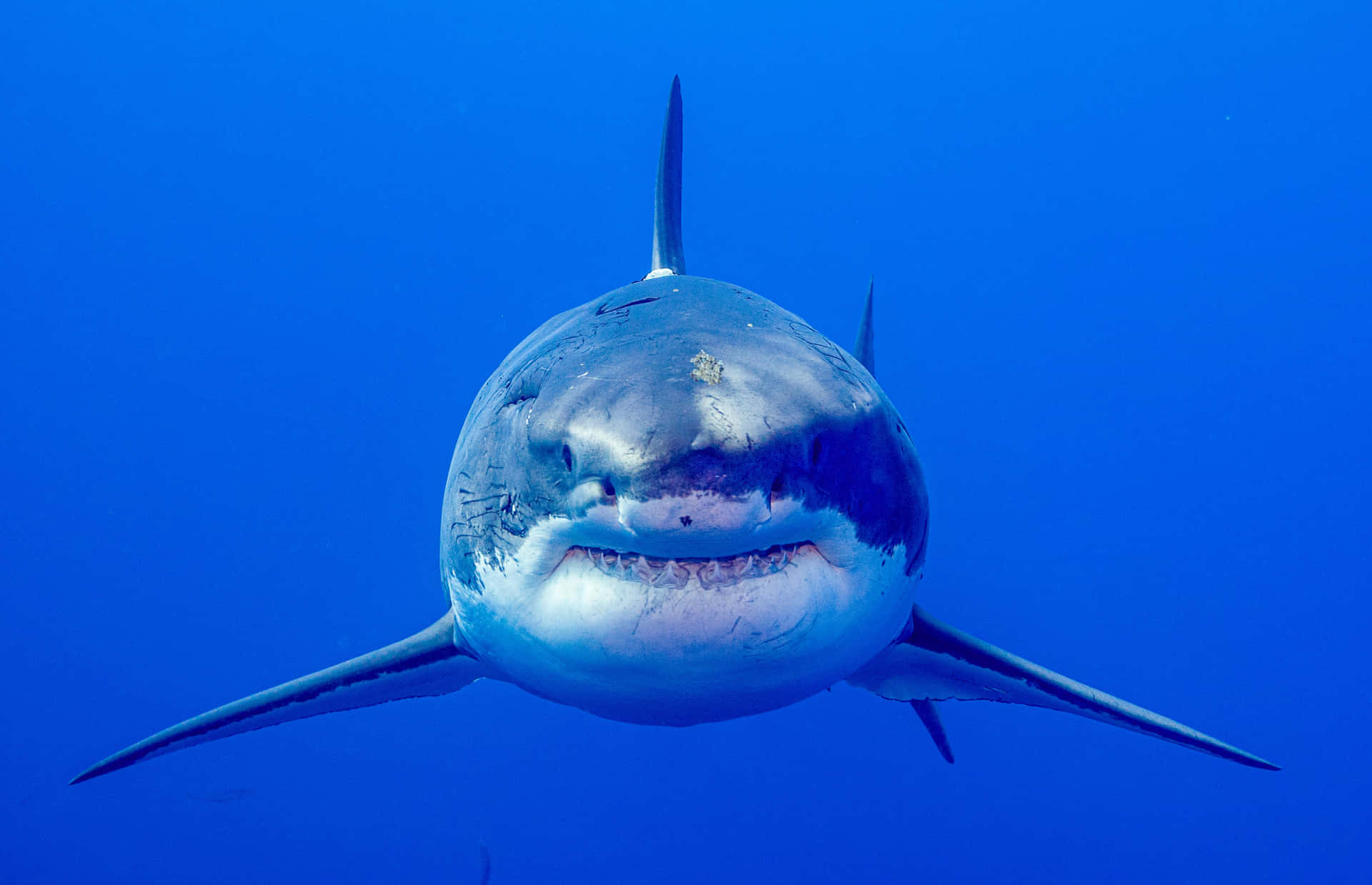 Great_ White_ Shark_ Approaching Wallpaper