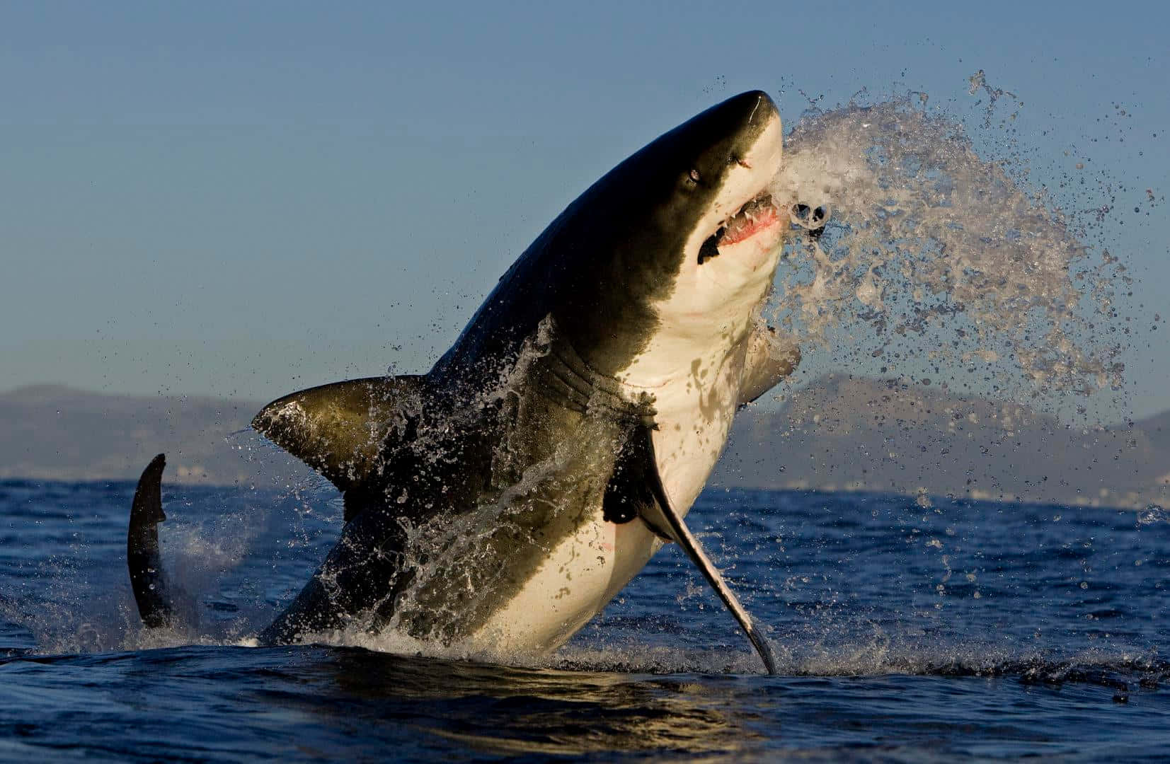 Great White Shark Breaching Wallpaper