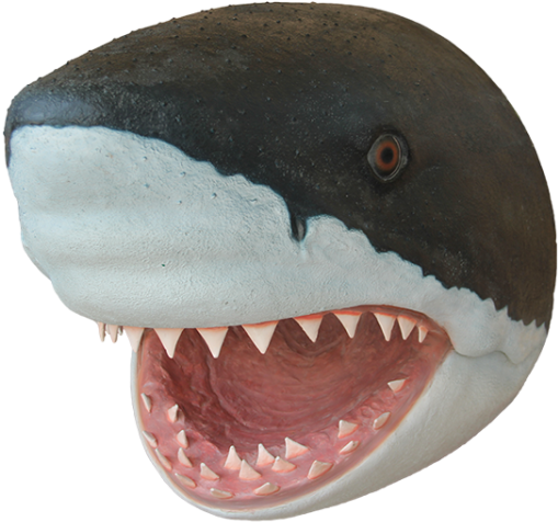 Great White Shark Close Up PNG