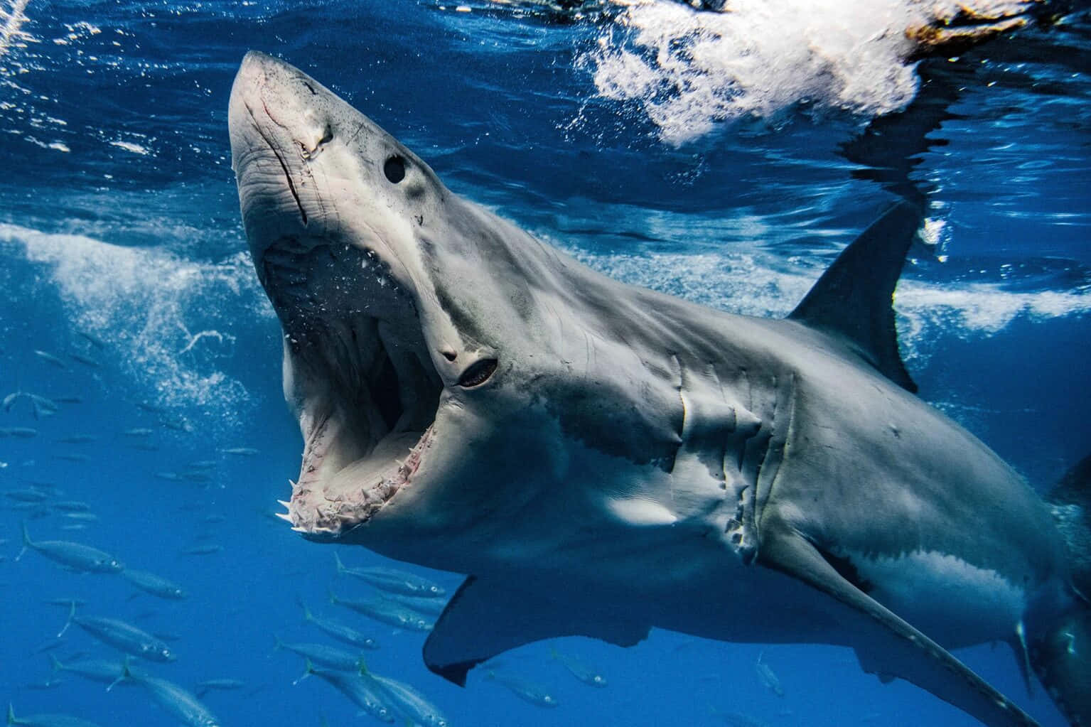 Great_ White_ Shark_ Close Up Wallpaper