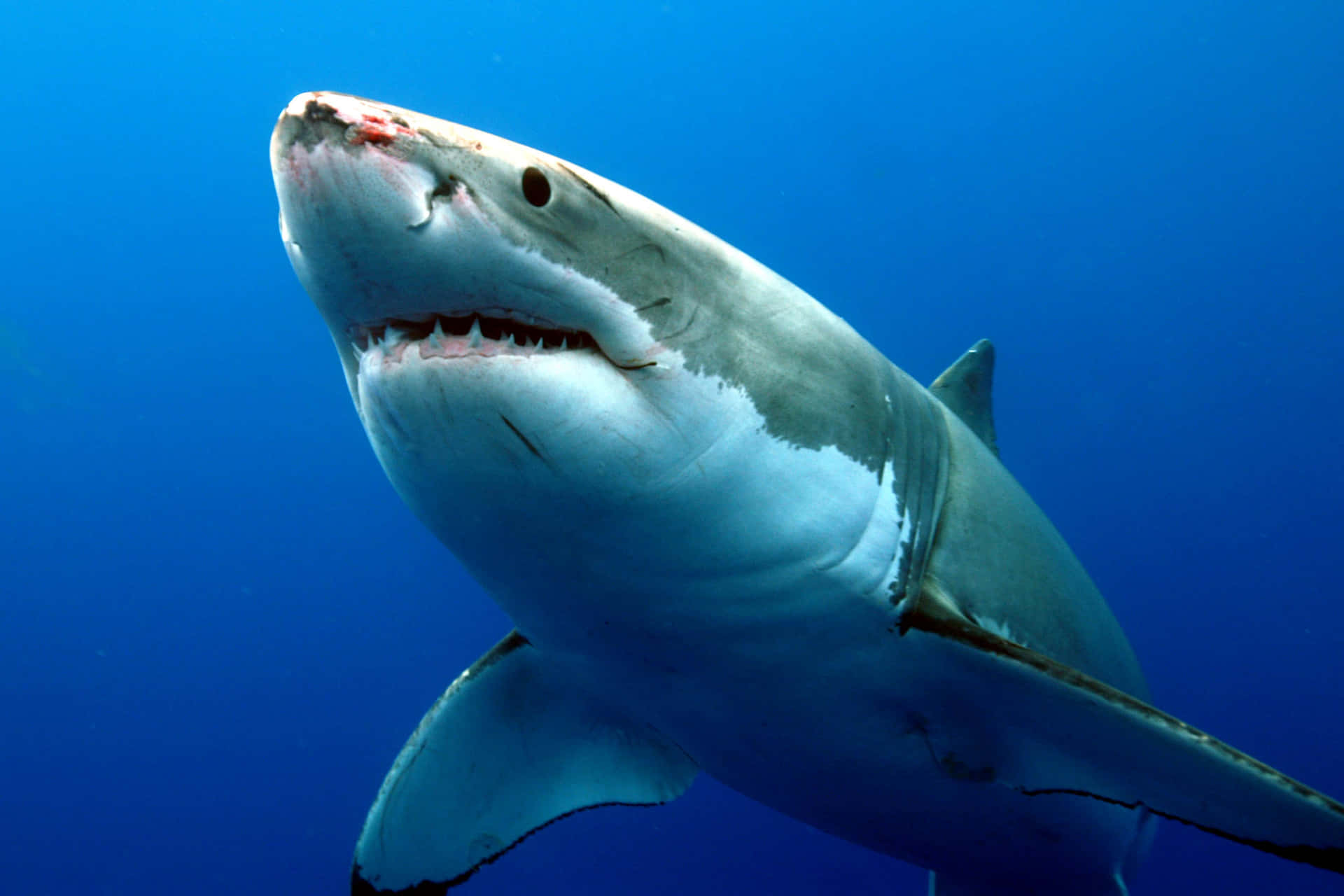 Great_ White_ Shark_ Closeup Wallpaper