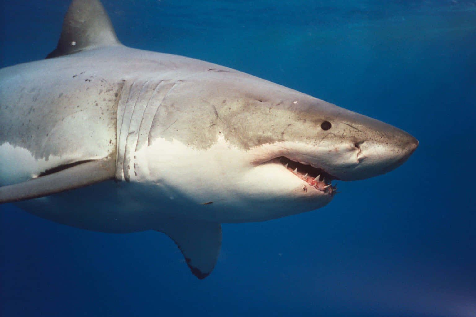 Great_ White_ Shark_ Closeup.jpg Wallpaper