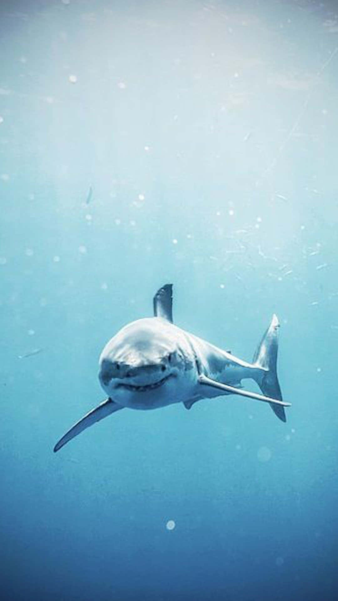 Great_ White_ Shark_ Gliding_ Underwater.jpg Wallpaper