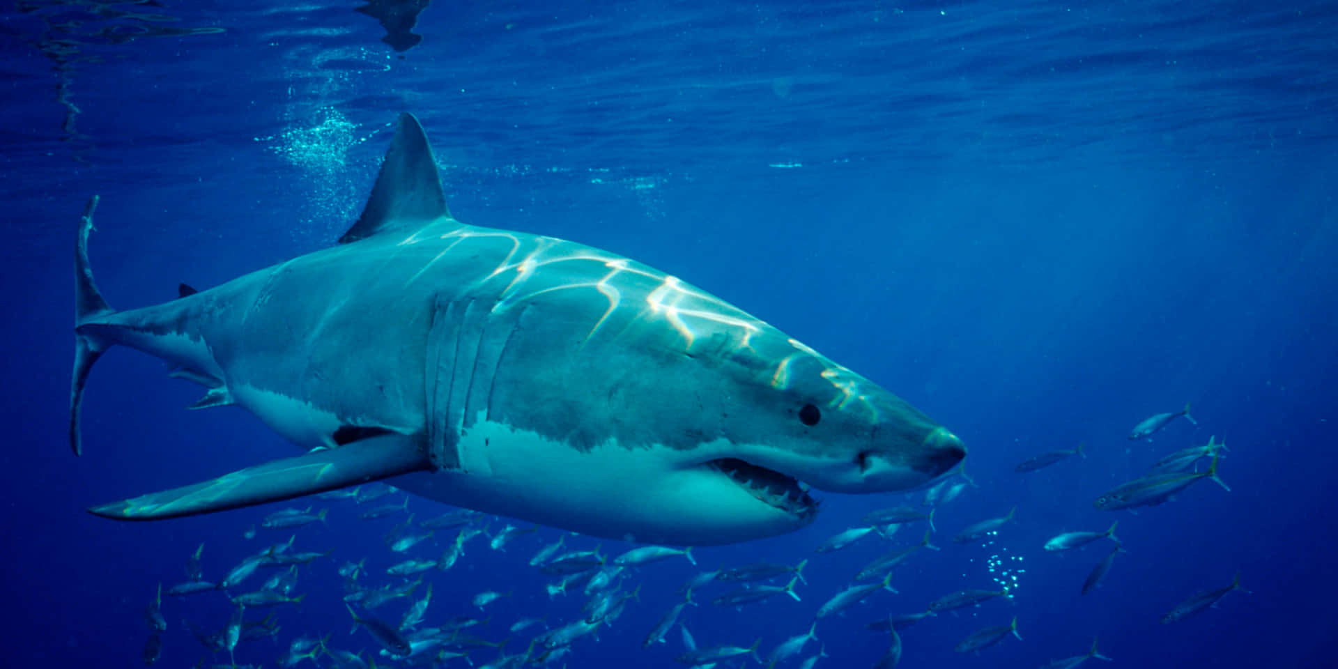 Great_ White_ Shark_ Hunting Wallpaper