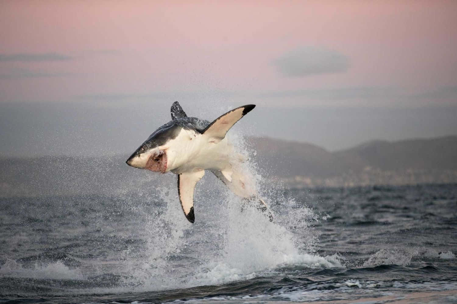 Great_ White_ Shark_ Leaping_at_ Dusk Wallpaper