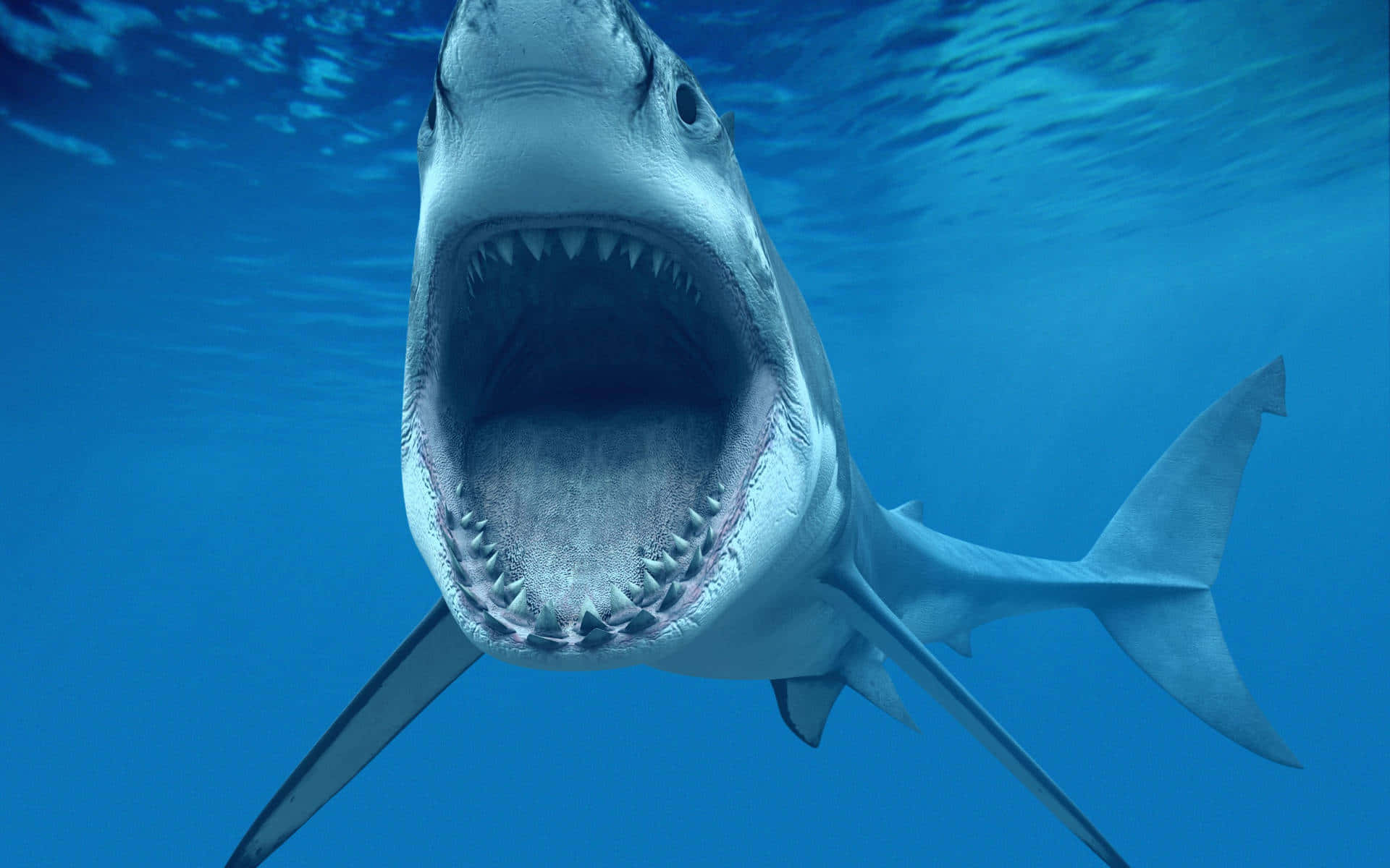 Great White Shark Open Mouth Wallpaper