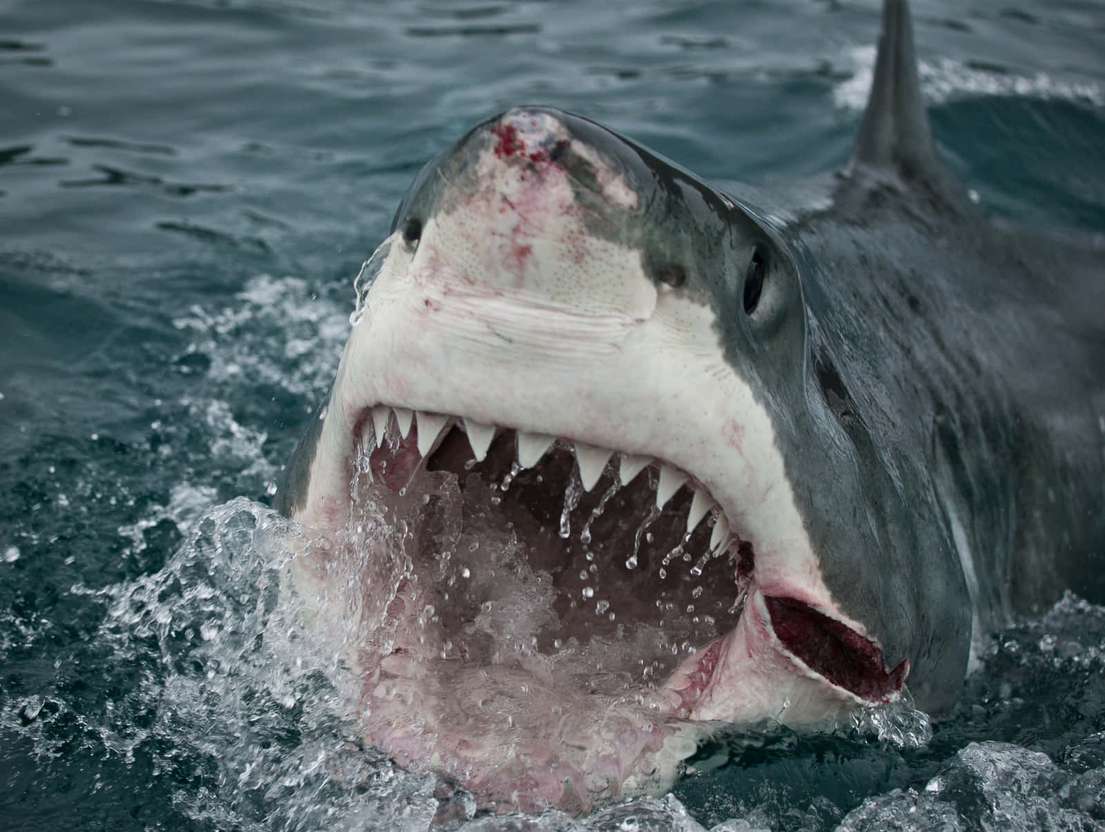 Great_ White_ Shark_ Open_ Mouth Wallpaper