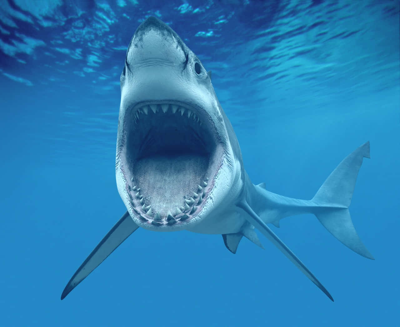 Great_ White_ Shark_ Open_ Mouth Wallpaper