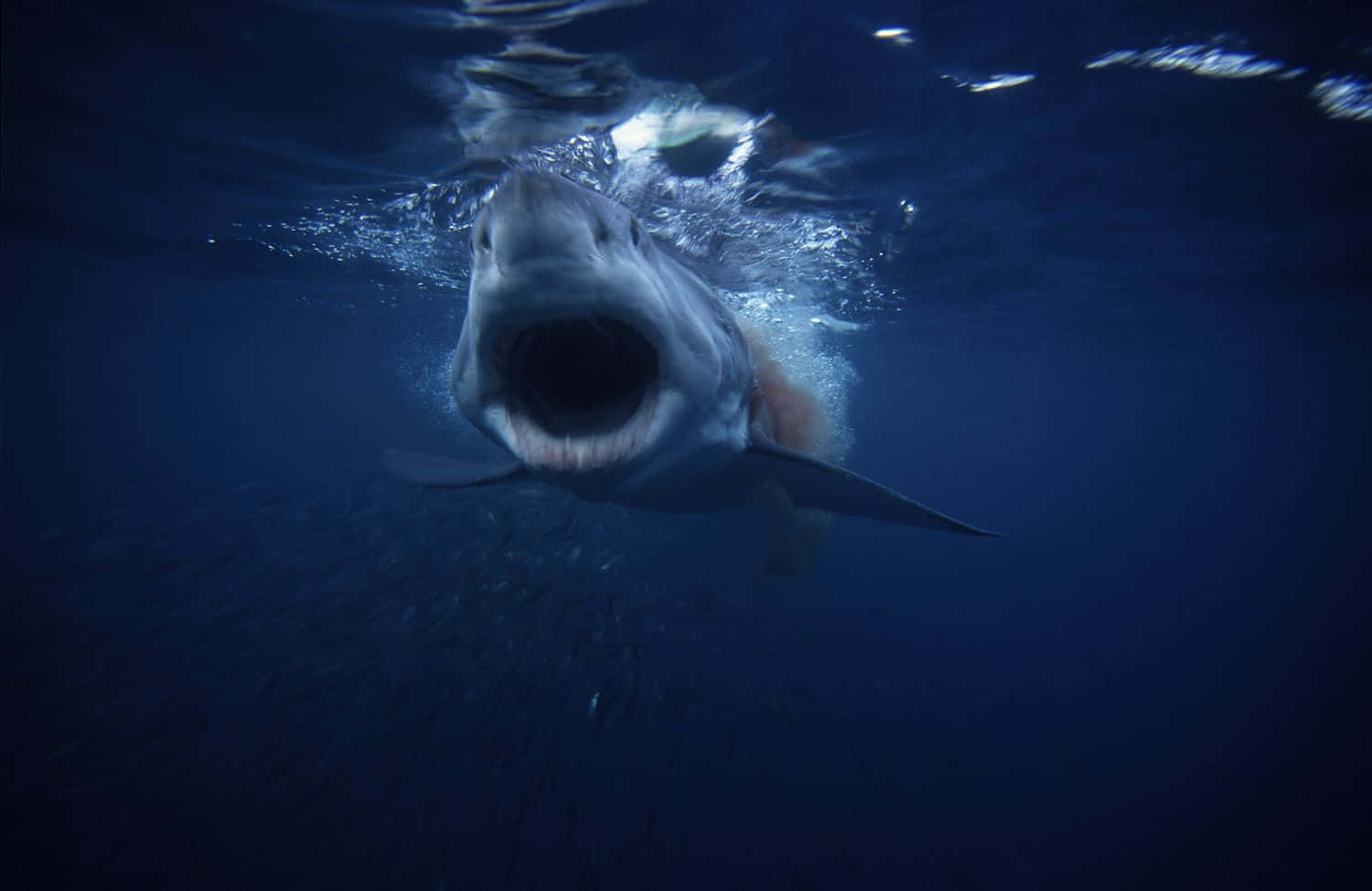Et tæt skud af en stor hvid haj springe ud af vandet