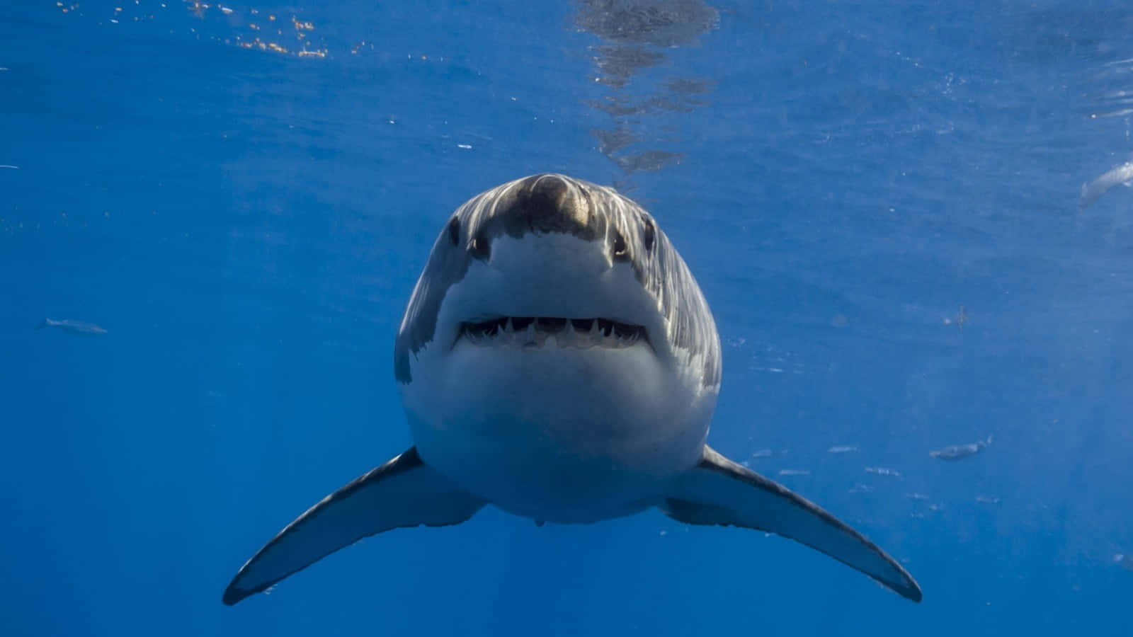 The Majestic Great White Shark