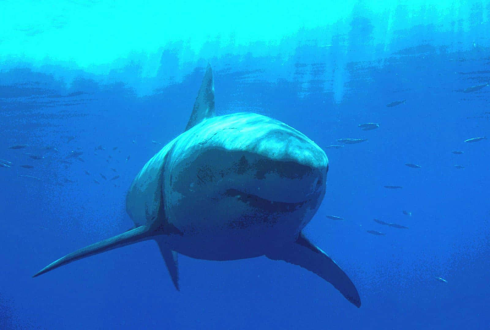 Eingroßer Weißer Hai Schwimmt Im Ozean.