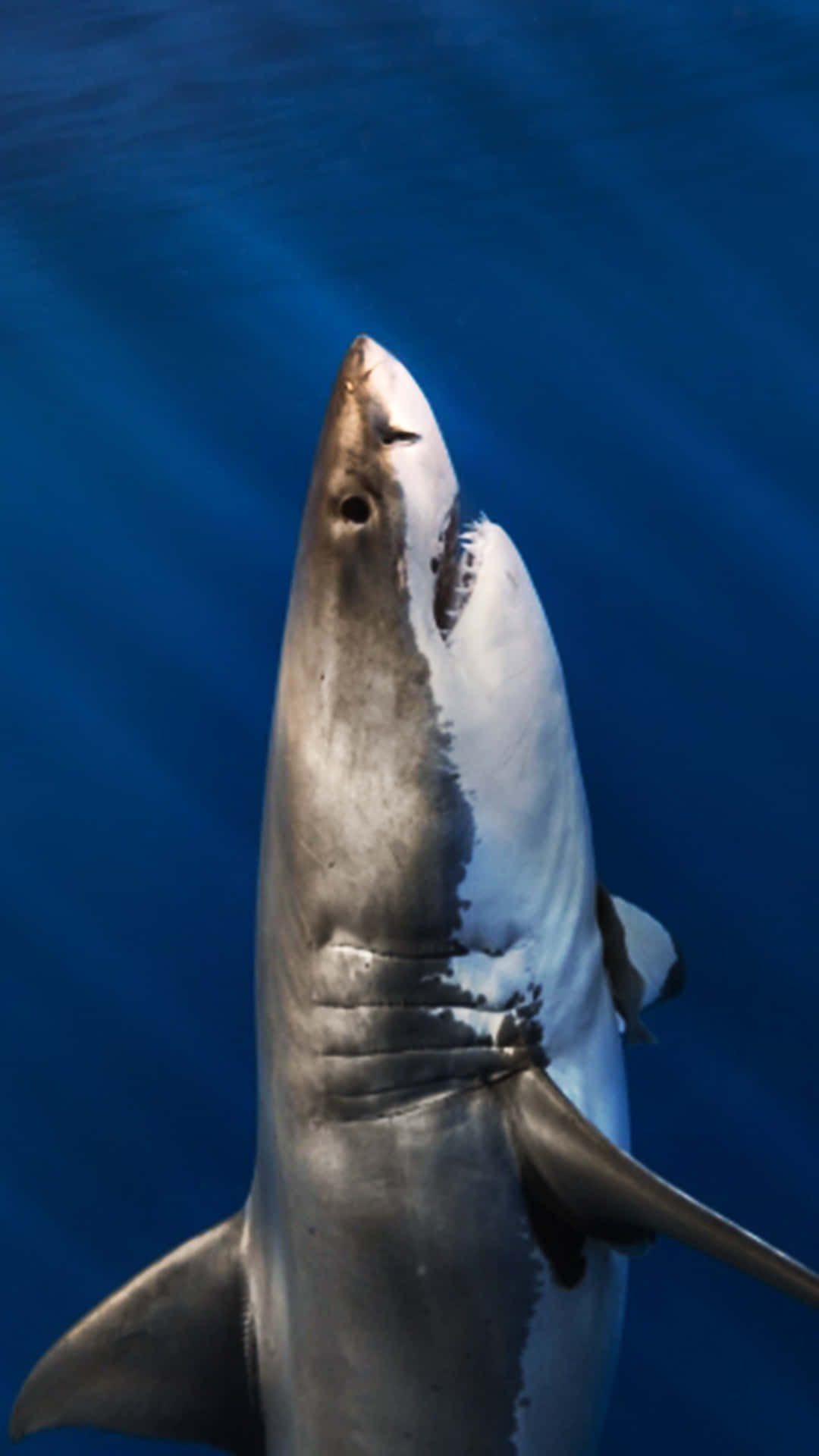 Ungran Tiburón Blanco Está Nadando En El Océano
