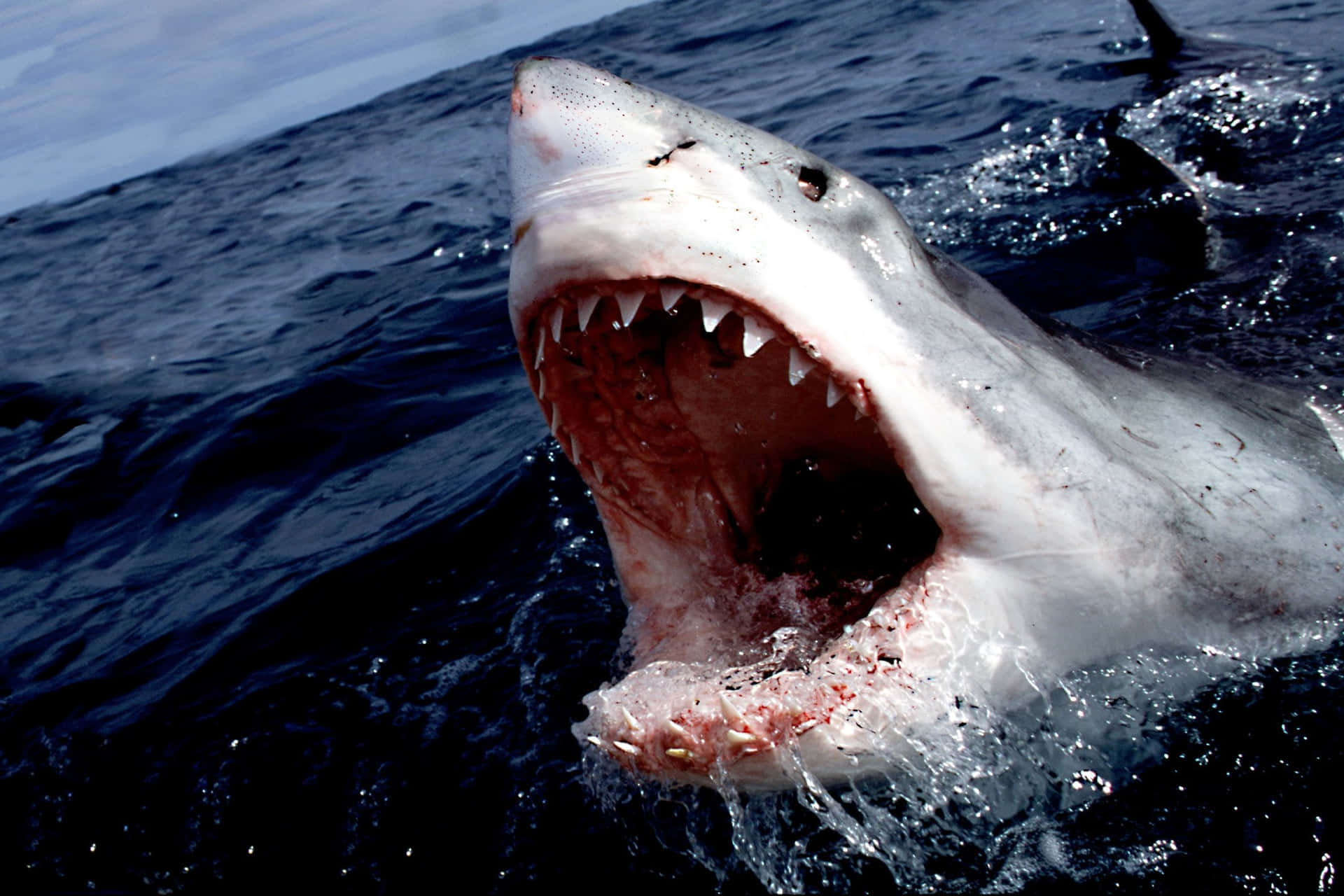 Dergroße Weiße Hai Erscheint Aus Den Tiefen