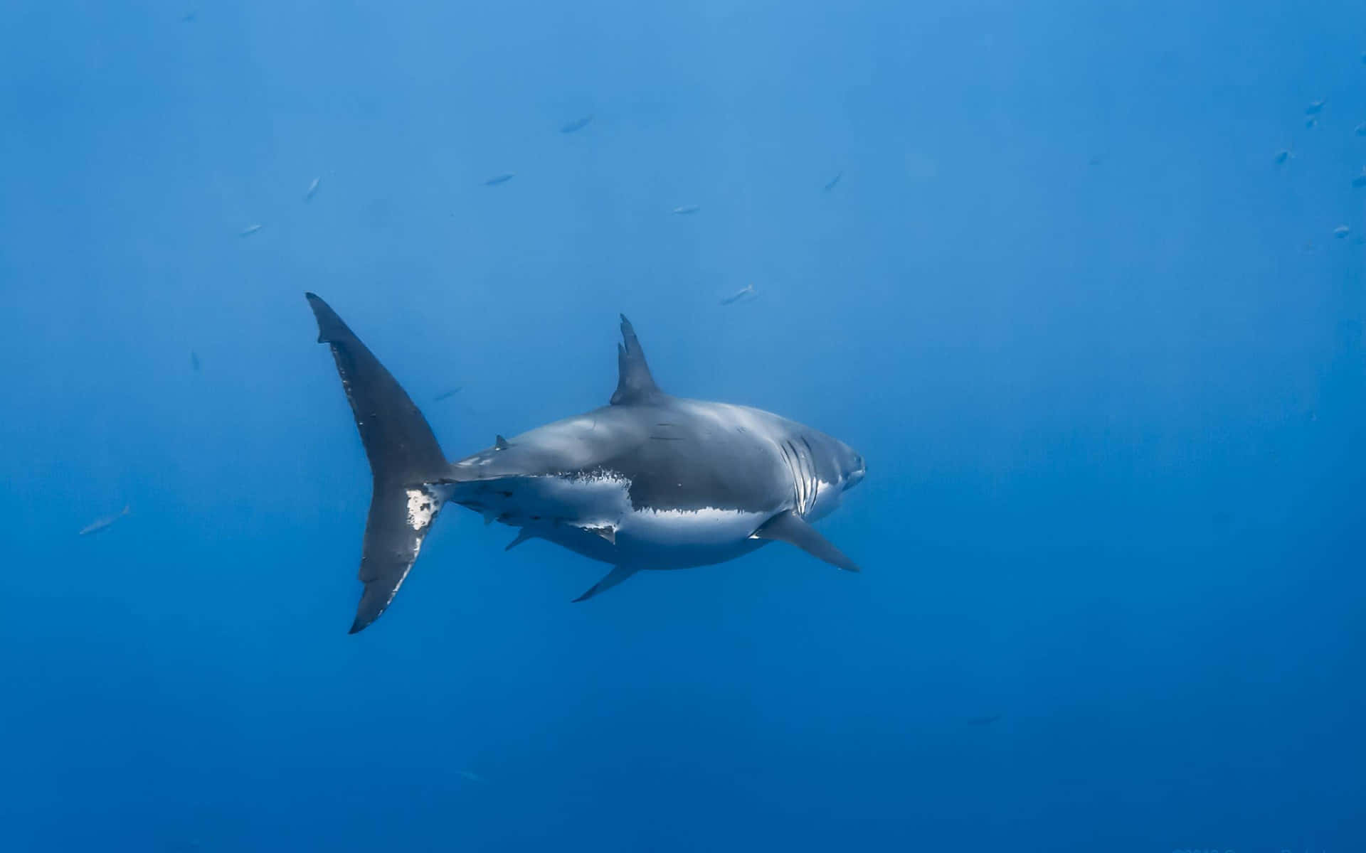 A Great White Shark swims near the surface of the ocean