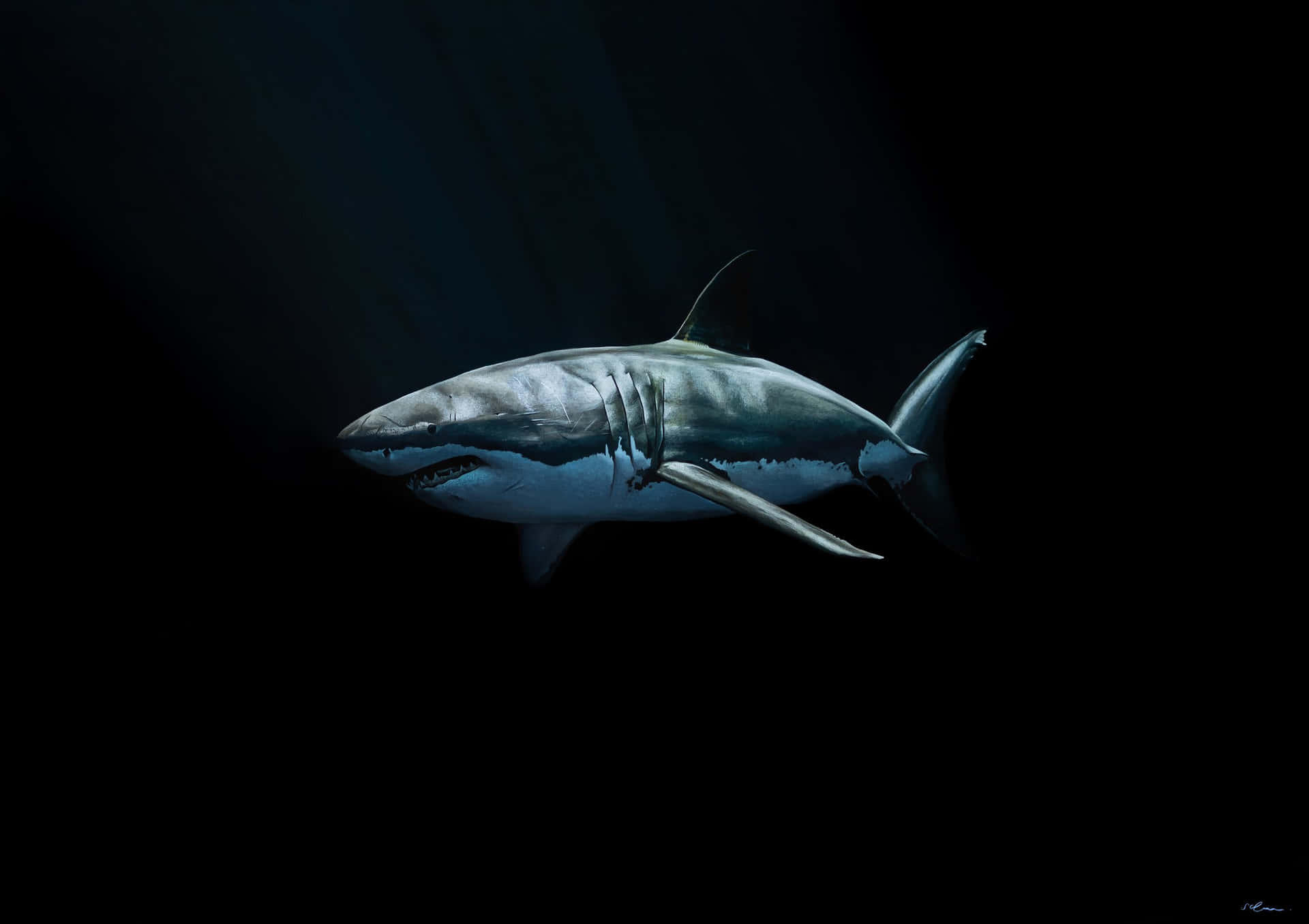 Ungran Tiburón Blanco Emergiendo De Las Profundidades Del Océano.