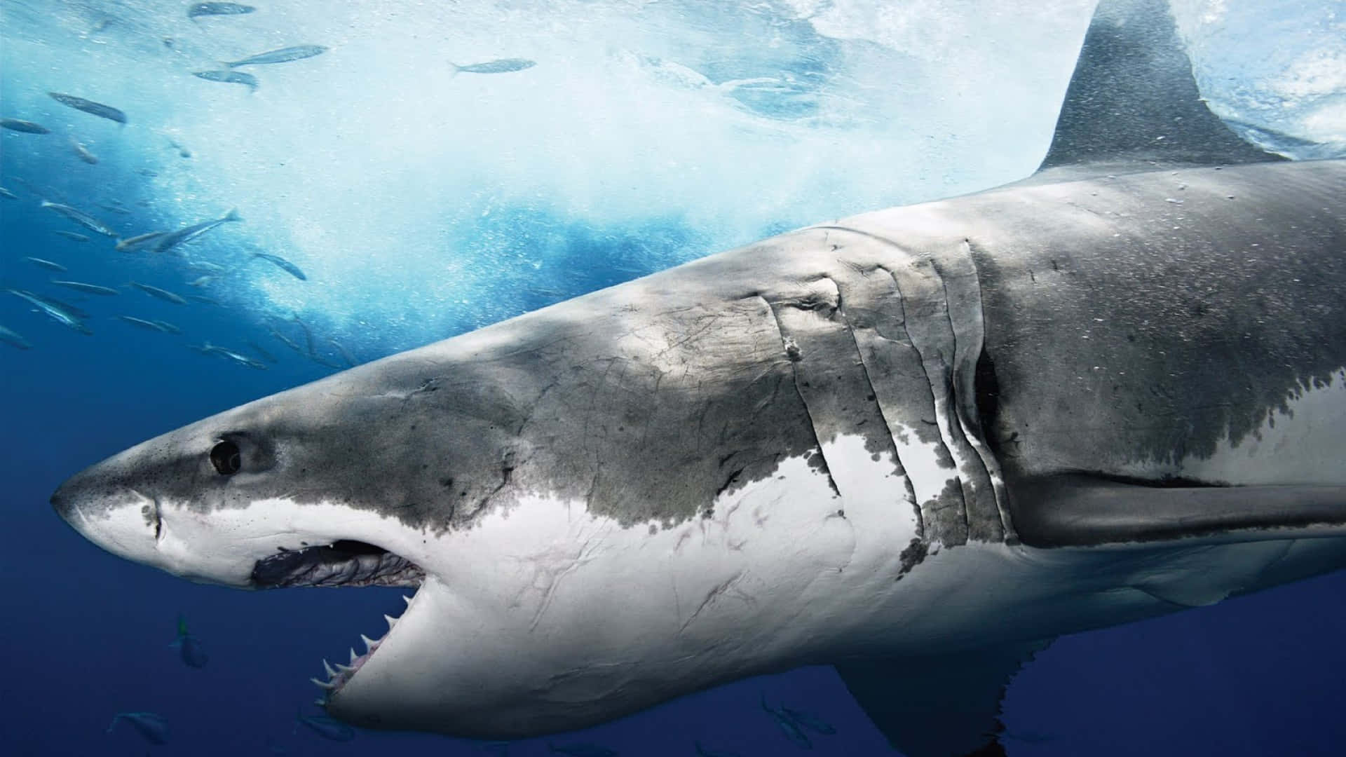 Et stort hvidt haj på jagt – et fascinerende billede