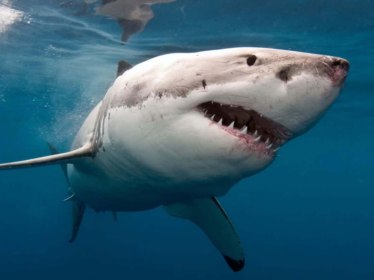 A Great White Shark Takes Aim at Its Prey