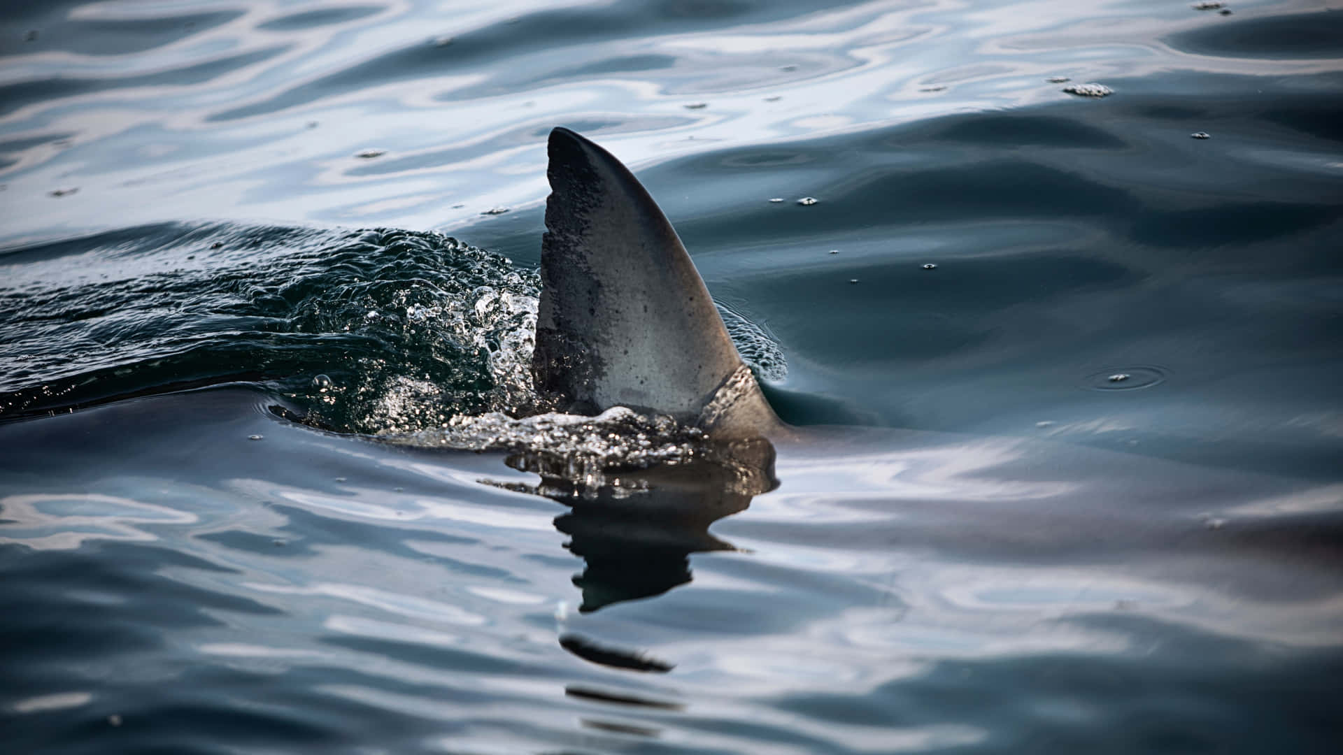 Vorsichtvor Dem Weißen Hai - Dem Größten Bekannten Raubfisch Im Ozean.
